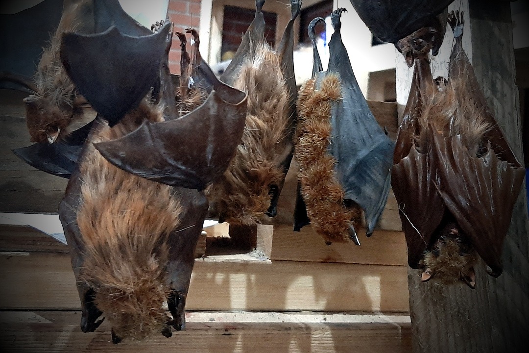 Props Fabrication · Animals, Fish