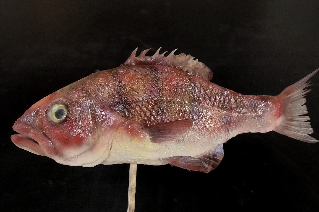 Props Fabrication · Animals, Fish