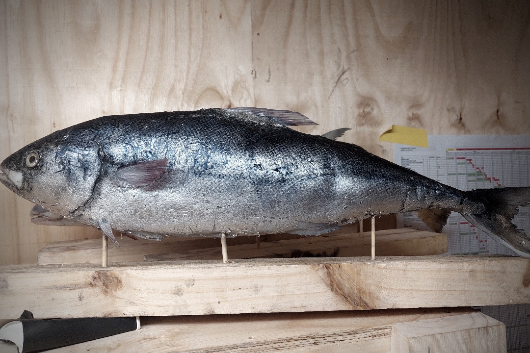 Props Fabrication · Animals, Fish