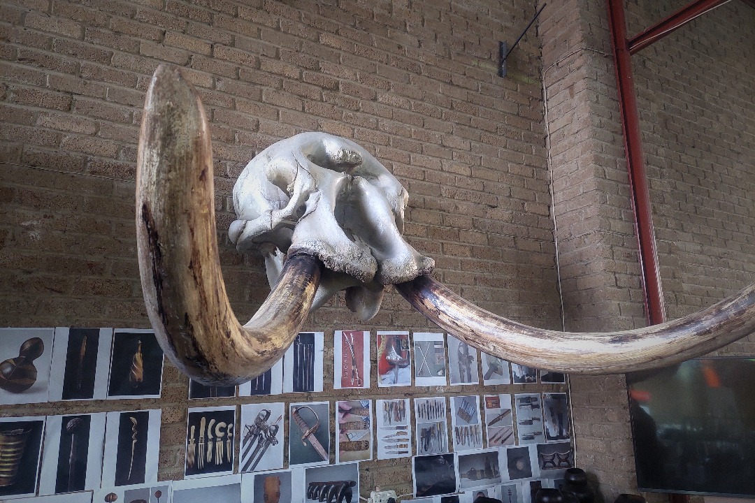 Props Fabrication · Animal Skulls, Tusks, etc..