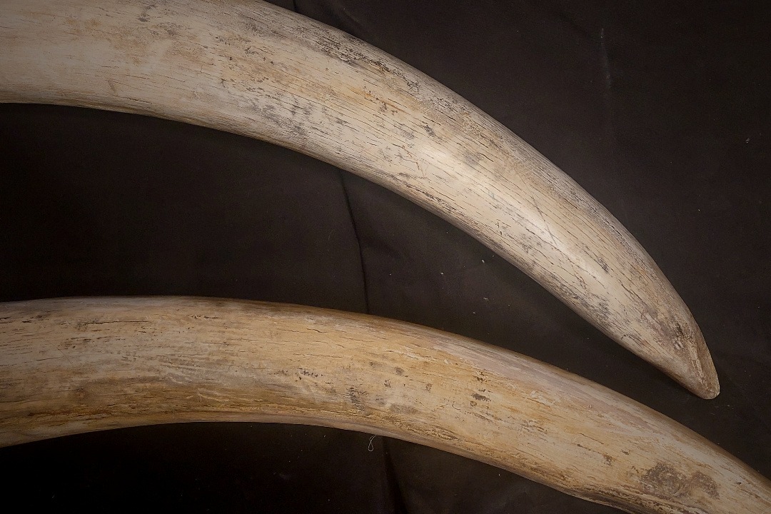 Props Fabrication · Animal Skulls, Tusks, etc..