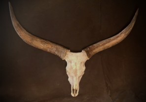 Animal Skulls, Tusks, etc..