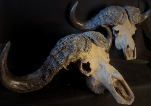 Animal Skulls, Tusks, etc..