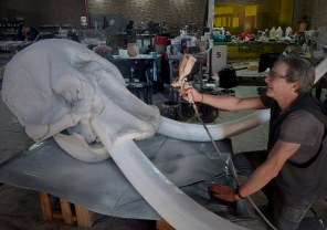Animal Skulls, Tusks, etc..