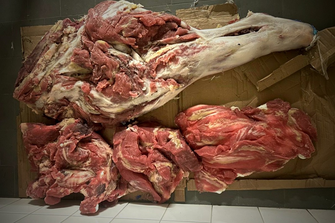 Prosthetics, Blood Rigs, Creatures · Prosthetic s